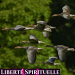 Liberté spirituelle